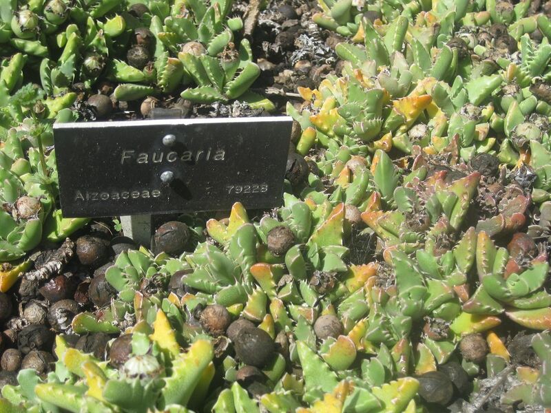 File:1280px-IMG 2152 hunt0903.jpg