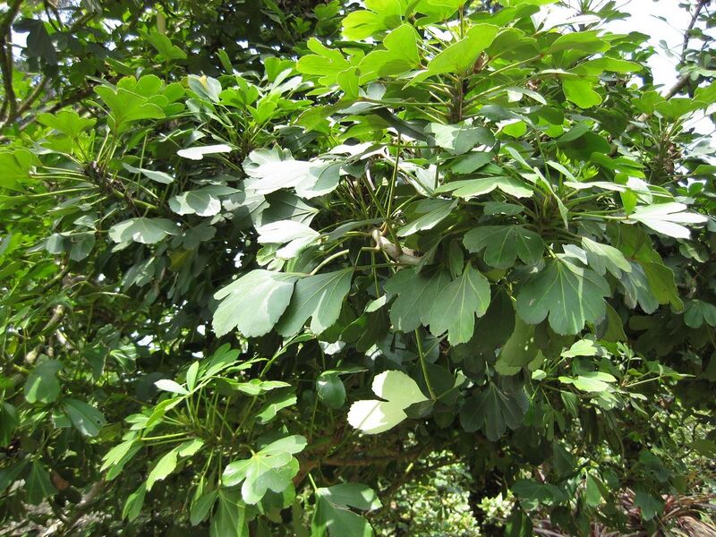 File:1280px-IMG 4483 hunt0904.jpg