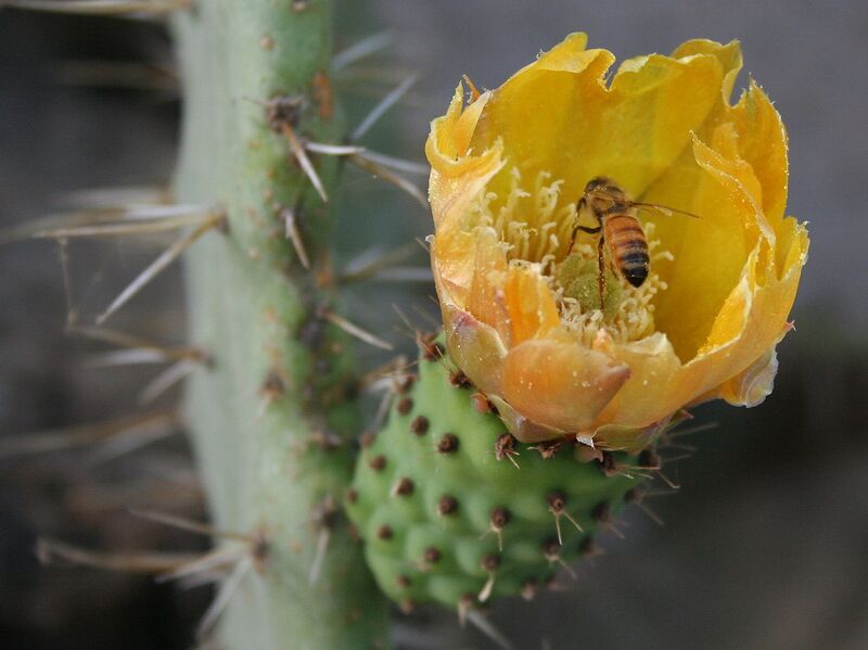 File:1280px-Opuntia ficus-indica4.jpg