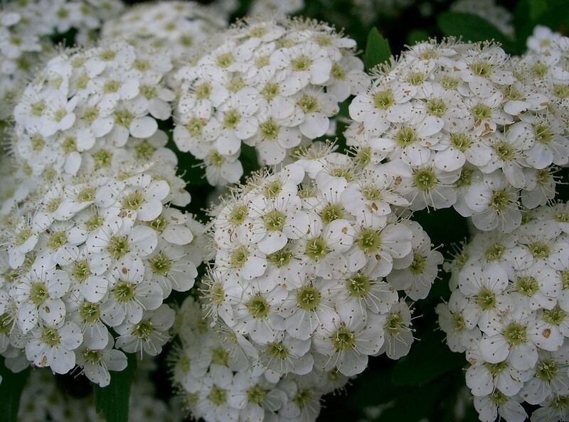 File:1280px-Spiraea cantoniensis3.jpg