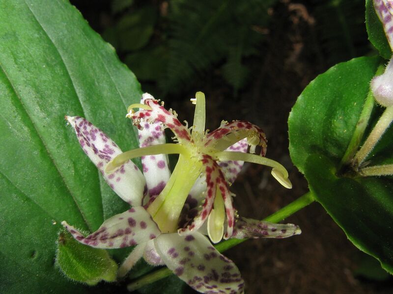 File:1280px-Tricyrtis affinis2.jpg
