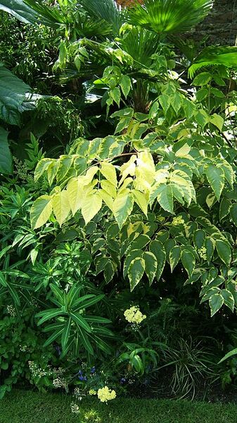 File:432px-Variegated foliage.JPG