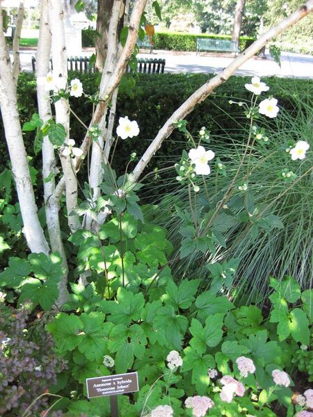 File:576px-IMG 0060 nybg09.jpg