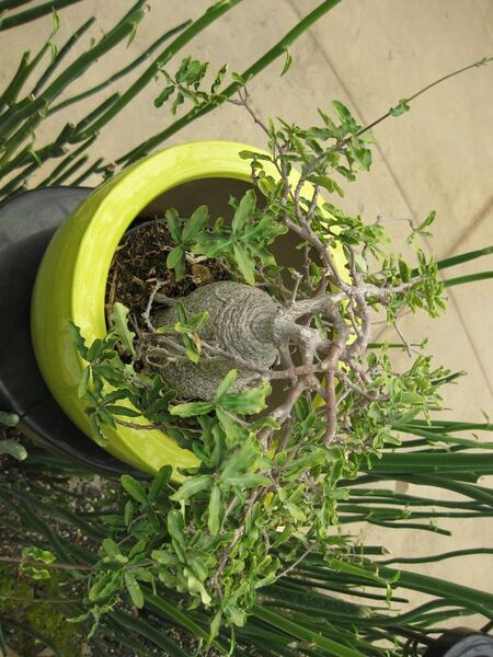 File:576px-IMG 7558 hunt09jun.jpg