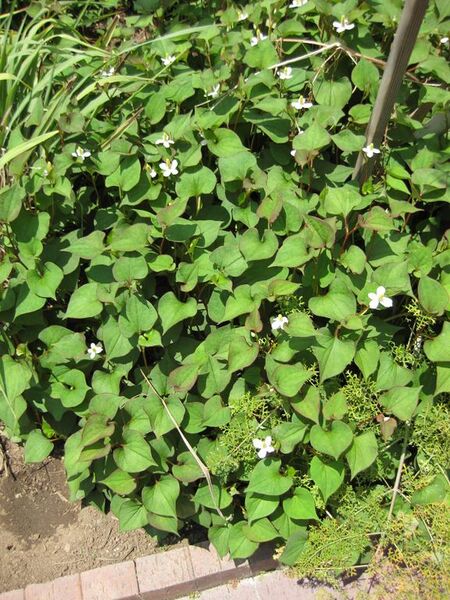 File:576px-IMG 7658 hunt09jun.jpg