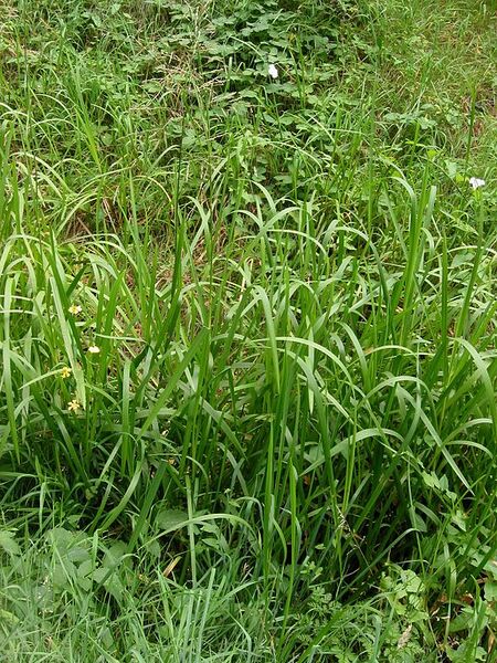 File:576px-Liesgras planten Glyceria maxima.jpg