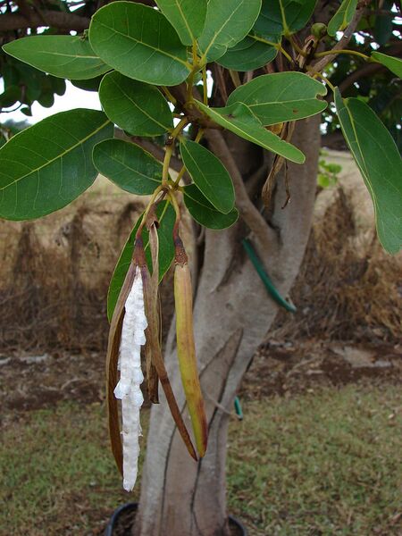 File:768px-Starr 060928-0495 Tabebuia rosea.jpg