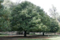 A Sweet Chestnut tree