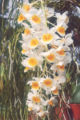 Dendrobium densiflorum x farmeri pink (a hybrid)