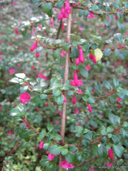 File:Fuchsia microphylla-IMG 7370 sfbg0308.jpg