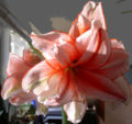 Hippeastrum 'Elvas'