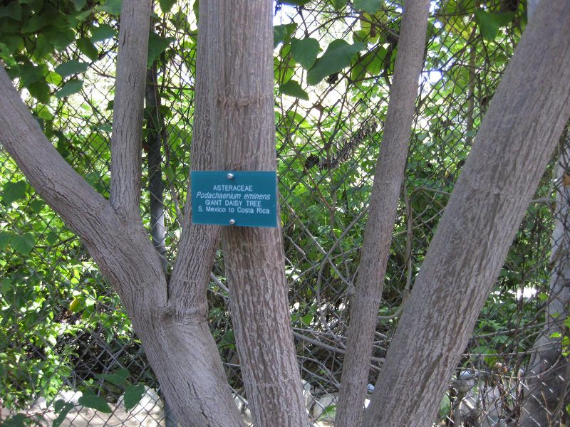 File:IMG 2389 ucla09.jpg