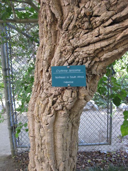 File:IMG 2394 ucla09.jpg