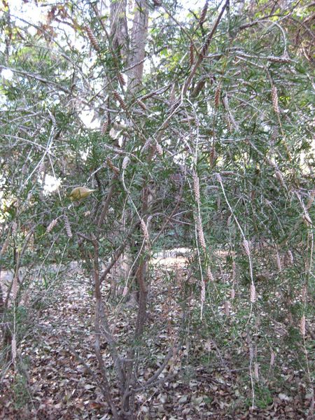 File:IMG 2621 ucla09.jpg