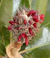 The seeds are exposed when the fruit splits open.