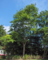 Summer foliage