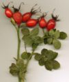 Fruit