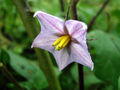 The fruit of the Thai eggplant. The white residue on the leaves is common.