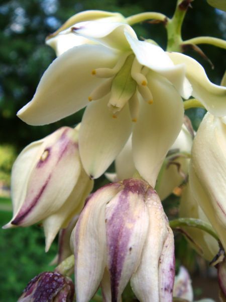 File:Yucca-aloifolia-20071002-2.jpg
