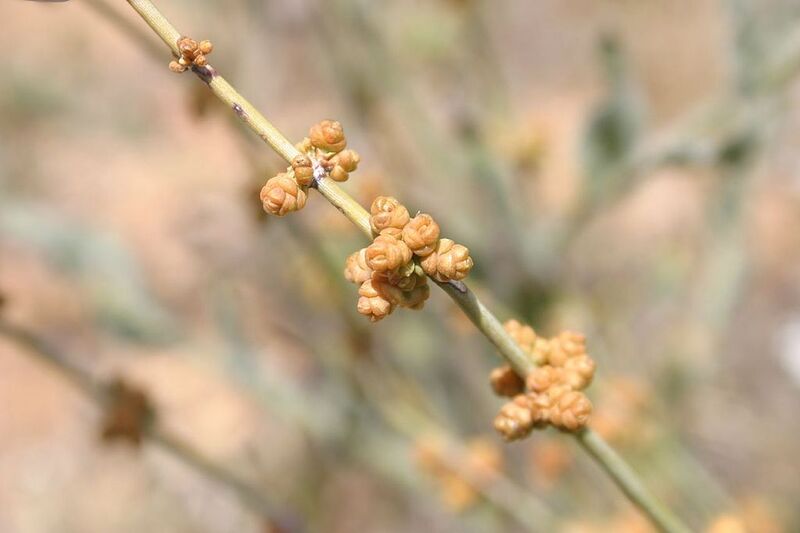File:1024px-Ephedra-nevadensis-cones.jpg