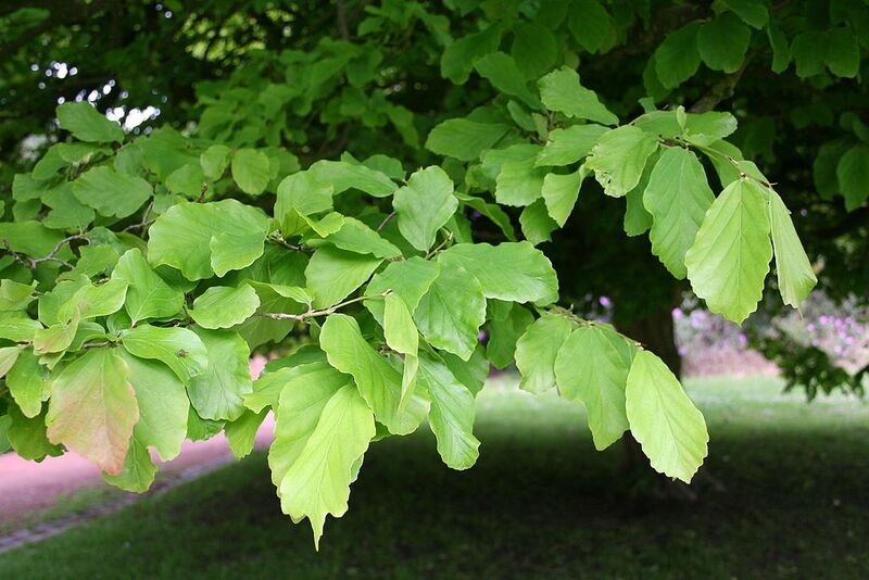 File:1024px-Parrotia persica JPG.jpg