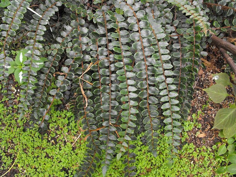 File:1024px-Pellaearotundifolium.jpg