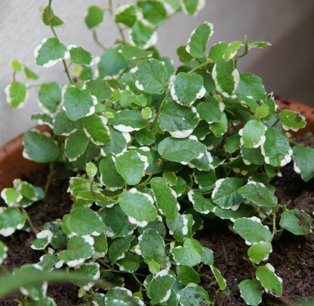 File:1051px-Ficus pumilla.png