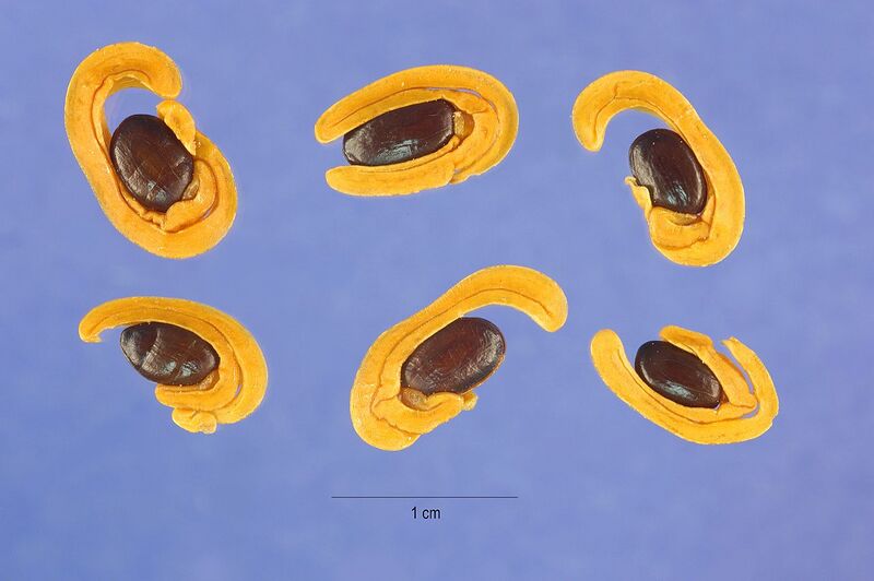 File:1280px-Acacia cyclops seeds.jpg