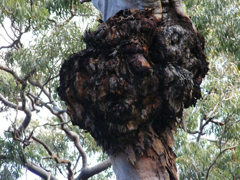 File:1280px-Heathcote National Park tree.jpg