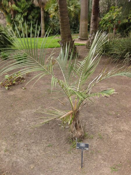 File:576px-IMG 3874 hunt0904.jpg