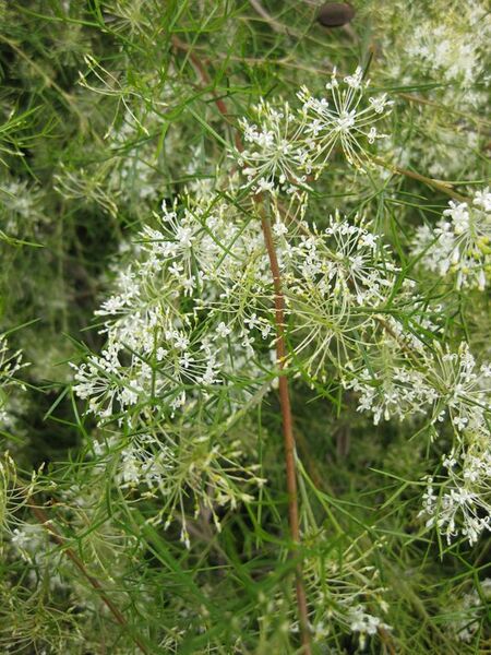 File:576px-IMG 4579 hunt0904.jpg