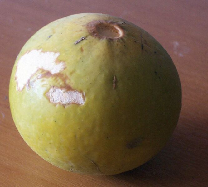 File:854px-Strychnos spinosa fruit.jpg