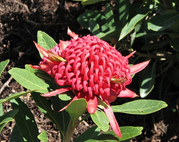 File:971px-Telopea 'Braidwood Brilliant'.jpg