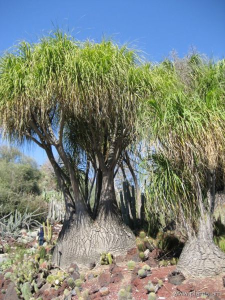 File:Beaucarnea recurvata-pony tail palm-IMG 0453 hunt07.jpg
