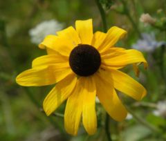 Rudbeckia hirta flowerhead