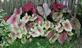 Caladium bicolor Fancy-leafed caladium