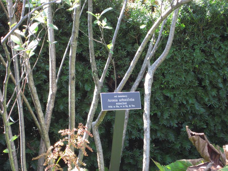 File:IMG 0076 nybg09.jpg