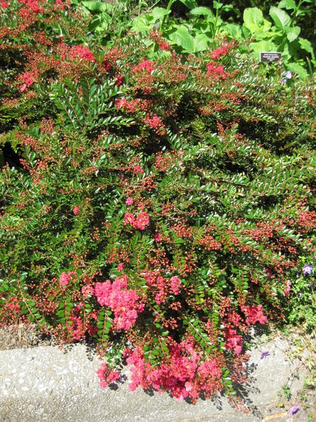 File:IMG 0284 nybg09.jpg