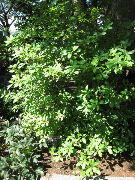 File:IMG 0304 nybg09.jpg