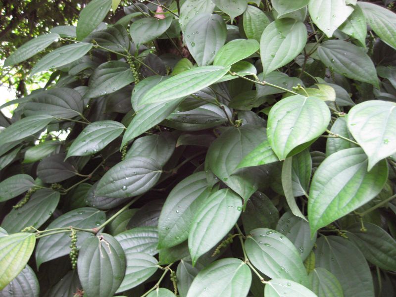 File:IMG 1143 bbg09.jpg