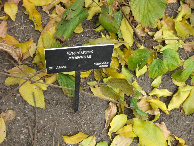 File:IMG 5160 hunt0904.jpg