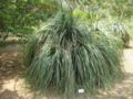 noline longifolia