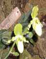 Thumbnail for version as of 10:24, 22 July 2007
