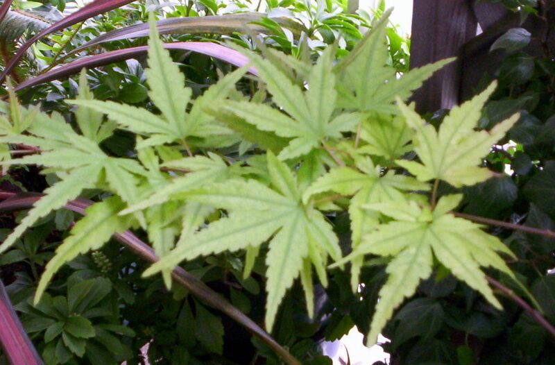 File:1024px-Acer.jpg
