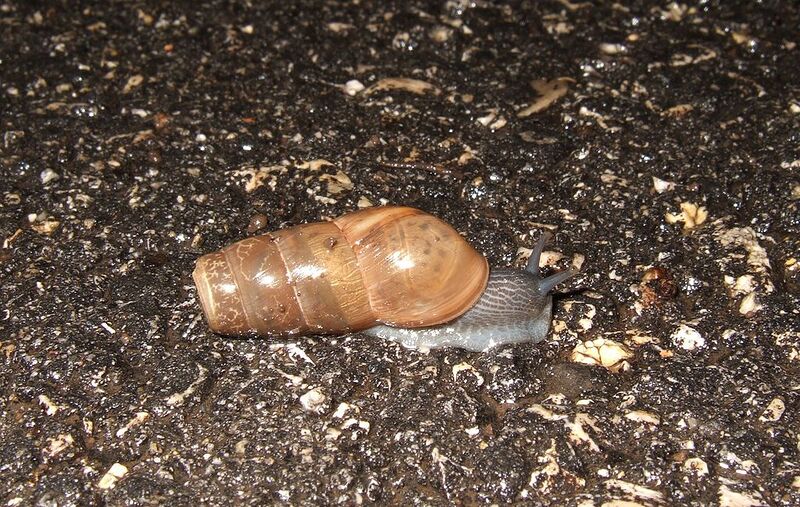 File:1024px-Decollate snail1.jpg