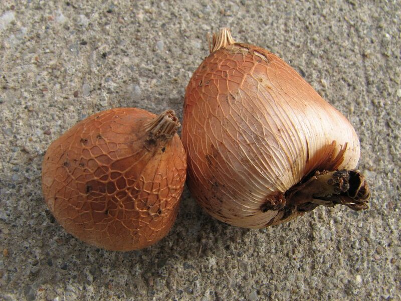 File:1024px-Gladiolus murielae bulbs.jpg
