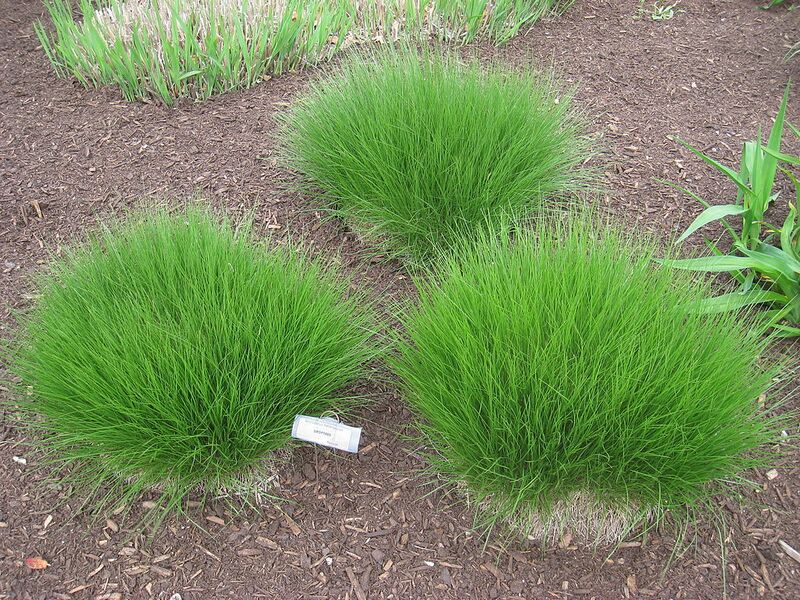 File:1024px-Sporobolus heterolepis - Tower Hill Botanic Garden.JPG
