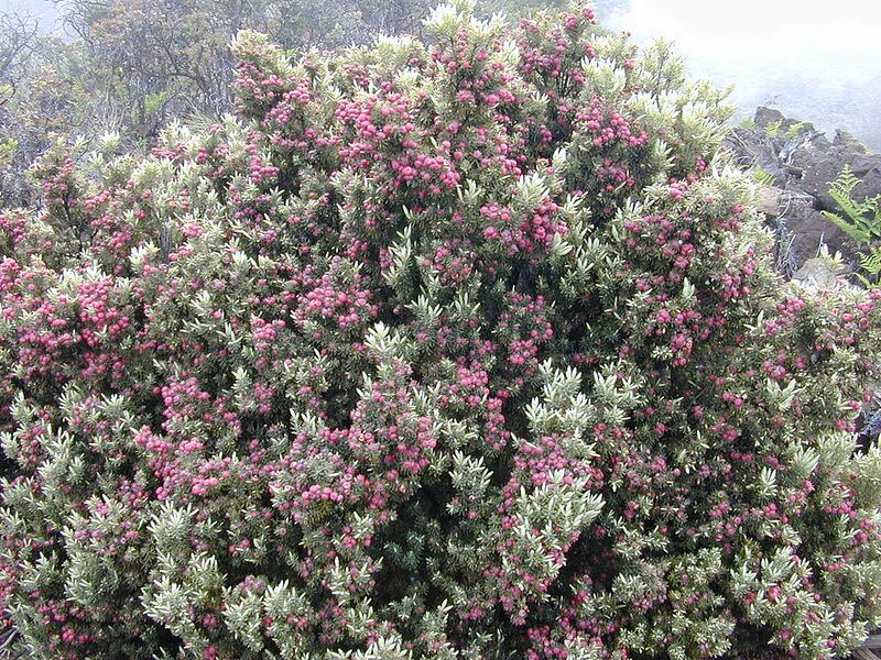 File:1024px-Starr 030419-0155 Leptecophylla tameiameiae.jpg