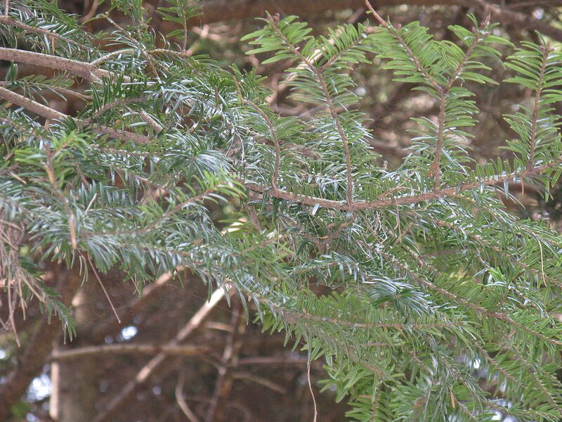 File:1280px-Abies firma3.jpg