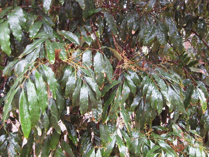 File:1280px-IMG 4793 hunt0904.jpg